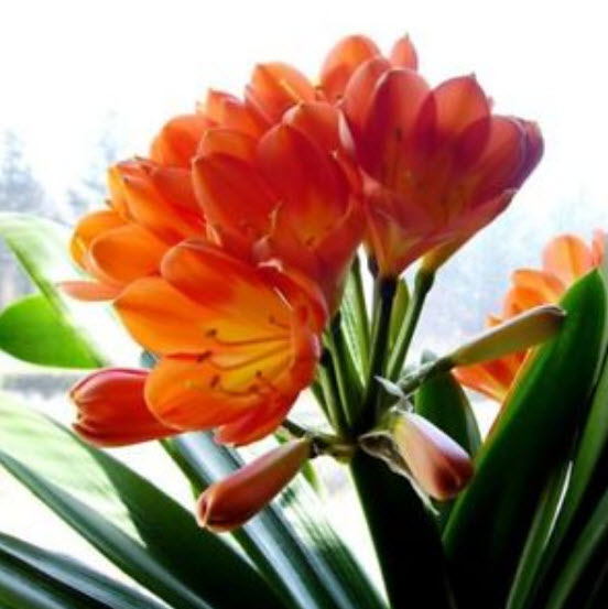 คลิเวีย (Clivia) บอนไซ คละ / 50 เม็ด
