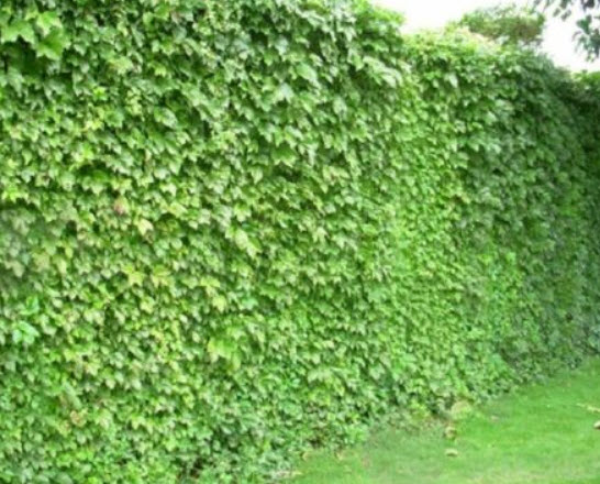 ไอวี่ เขียว (Ivy Green) / 50 เม็ด (Netherlands)*