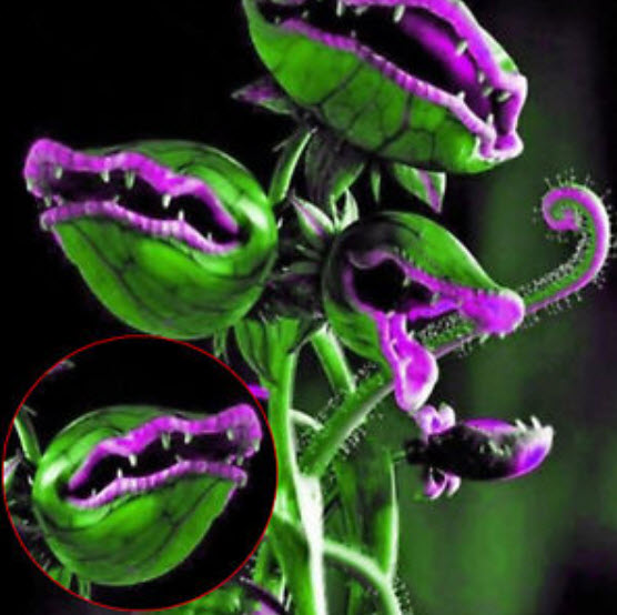 กาบหอยแครงยักษ์ (Giant Venus Flytrap) ปากชมพู-ม่วง / 50 เม็ด