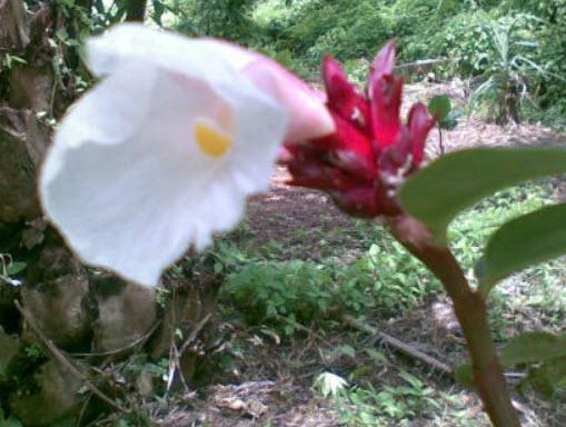 เอื้องหมายนา (Malay ginger) ดอกขาว / 20 เม็ด