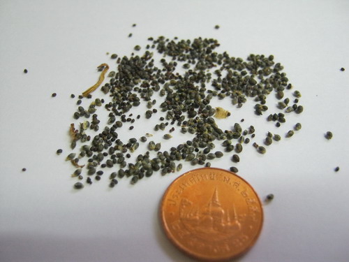 บัวจิ๋ว (Water lily) สีน้ำเงิน / 200 เม็ด