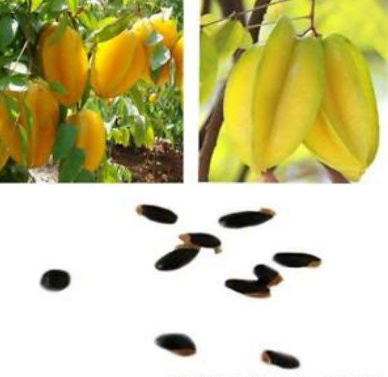 มะเฟือง (Carambola) / 50 เม็ด (นอก)