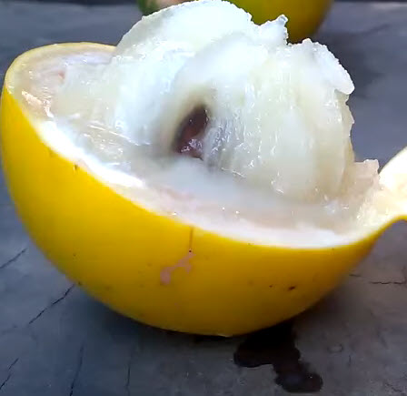 ต้น เอบิว อะบิว เอบิวไต้หวัน สูง 30-50 ซ.ม. รสชาดอร่อย