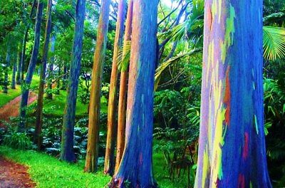 ยูคาลิปตัสแฟนซี (Rainbow Eucalyptus) / 500 เม็ด (Portugal)