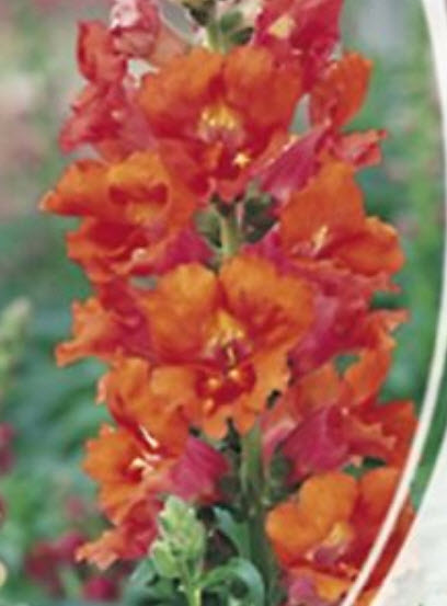 ดอกลิ้นมังกร (Snapdragon) ดอกใหญ่ สีส้ม ต้นสูง / 2,000 เม็ด (Ukraine)