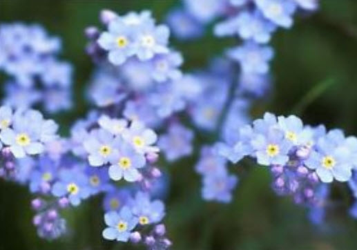 อัลไพน์ ฟอร์เก็ทมีน็อท สีฟ้า (Alpine Forget-me-not) สีฟ้า / 1,000 เม็ด (UK)