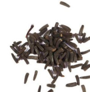 ดาวกระจายช็อคโกแลต (Chocolate Cosmos) / 200 เม็ด (นอก)