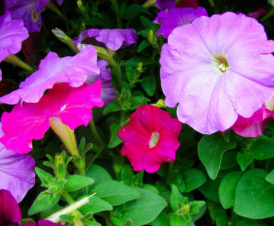 พิทูเนีย ดีลักซ์ (Petunia Delux) คละ / 1,000 เม็ด (UK)