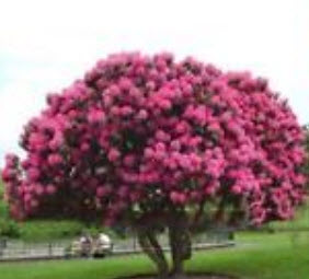 ซากูระ (Cherry Blossom - Sakura) สีชมพูเข้ม / 10 เม็ด