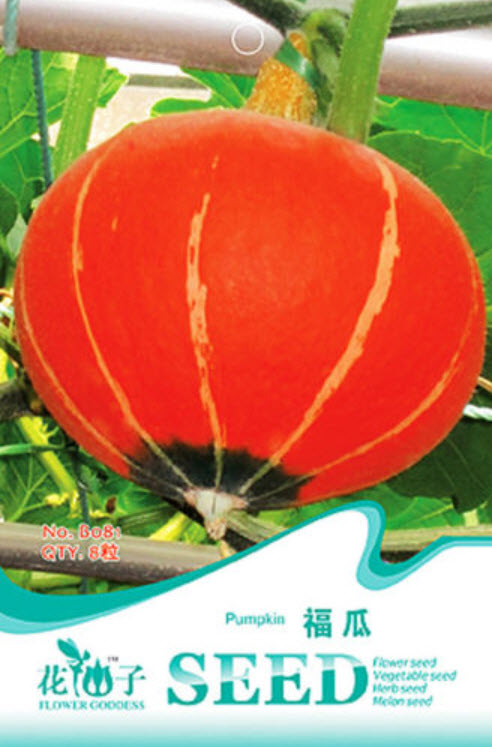 ฟักทอง โคมจีน (Blessing pumpkin) / ซอง 8 เม็ด (B081)