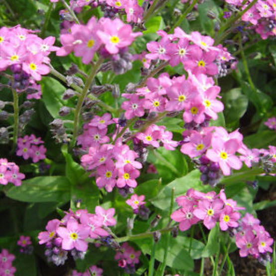 ฟอร์เก็ตมีน็อท (Forget Me Not) สีชมพู / ซอง 50 เม็ด (A252)