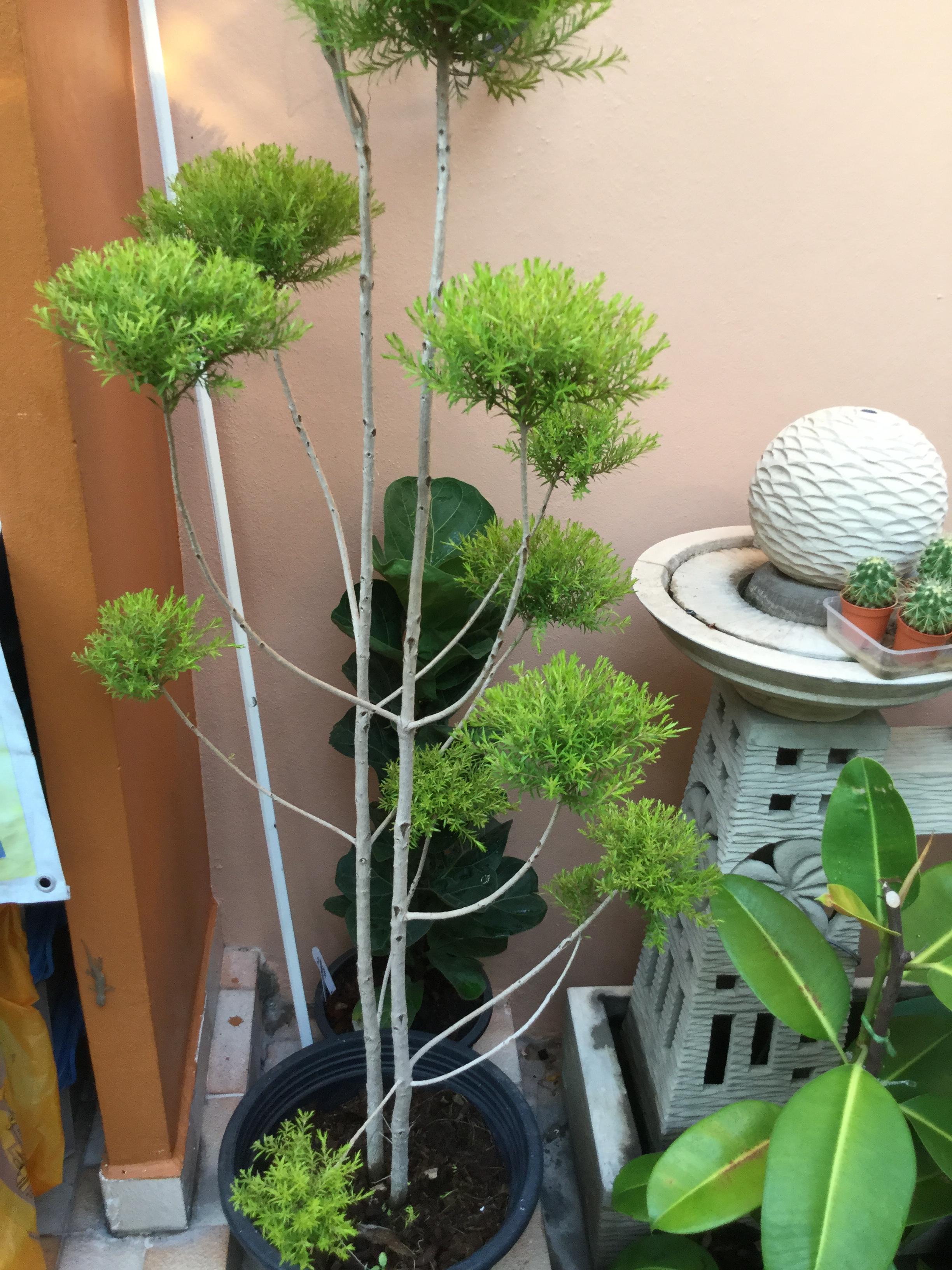 ต้นหลิวทอง (Weeping Willow) กระถาง 15 นิ้ว สูง 170-200 ซ.ม. / ต้น