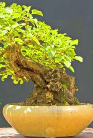 แบล๊ค มัลเบอรี่ (Black Mulberry / Morus nigra) บอนไซ / 65 เม็ด (UK)