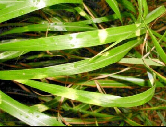 หญ้ามิสแคนทัสใบด่าง (M.sinensis - Zebrinus) หรือหญ้าม้าลาย / 25 เม็ด (USA)