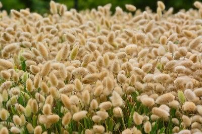 หญ้าหางกระต่าย (Hare Tail) สีขาว / 600 เม็ด (UK)*