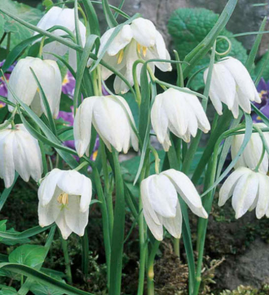 มงกุฏจักรพรรดิ์ (Crown Imperial) สีขาว / 50 เม็ด