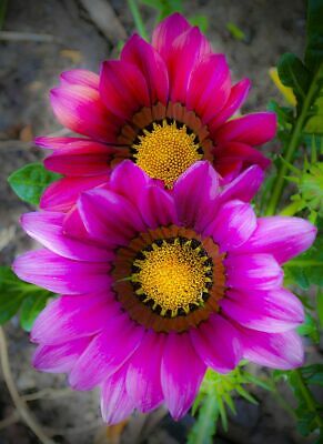 กาซาเนีย (Gazania) ชมพู / 200 เม็ด