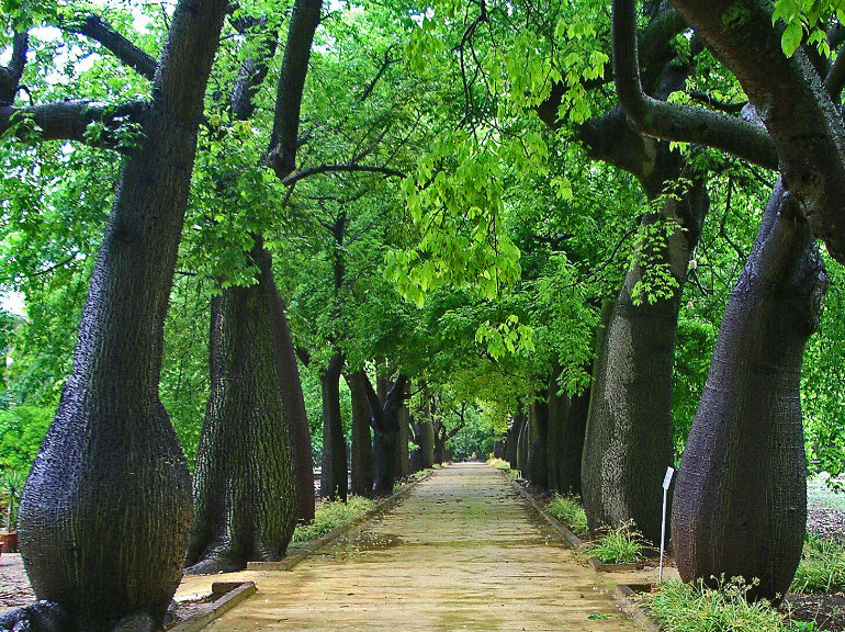 ต้นงิ้วชมพู เสียบยอด สูง 15-30 ซ.ม.