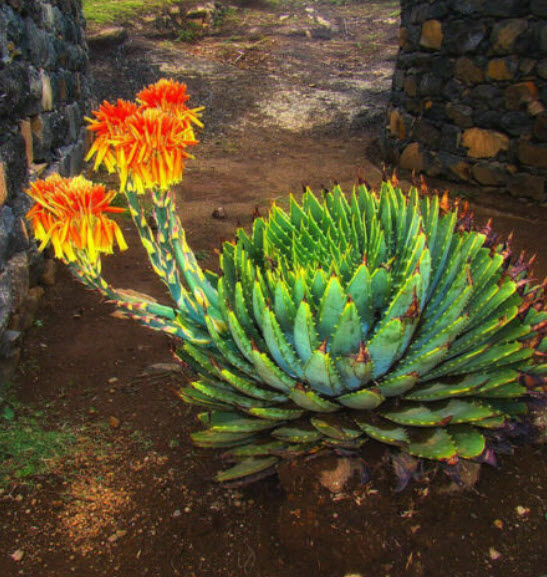 ว่านหางจระเข้ Rotation Aloe / 100 เม็ด