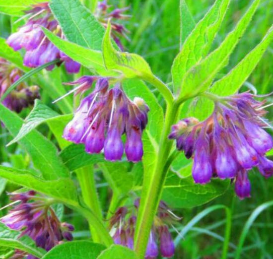 คอมเฟรย์ พืชสมุนไพร (Comfrey / Symphytum Officinale) / 25 เม็ด (UK)*