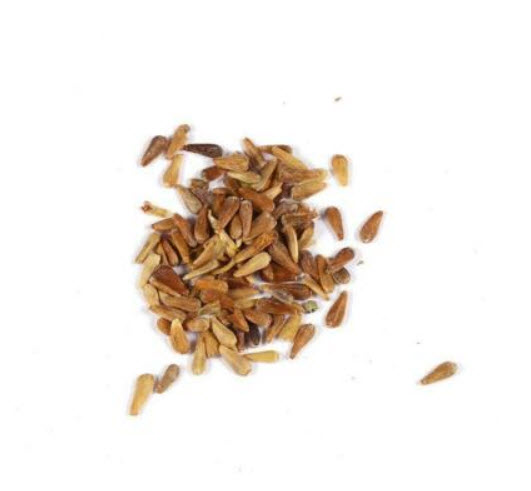 กาซาเนีย (Gazania) คละ / 100 เม็ด