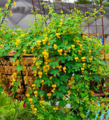 แนสเตอเตียม (Nasturtium) พันธุ์เลื้อย สีเหลือง / 20 เม็ด (UK)