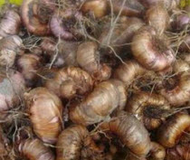 หัวแกลดิโอลัส (Gladiolus) คละ ขนาดจัมโบ้ /ชุด 5 หัว