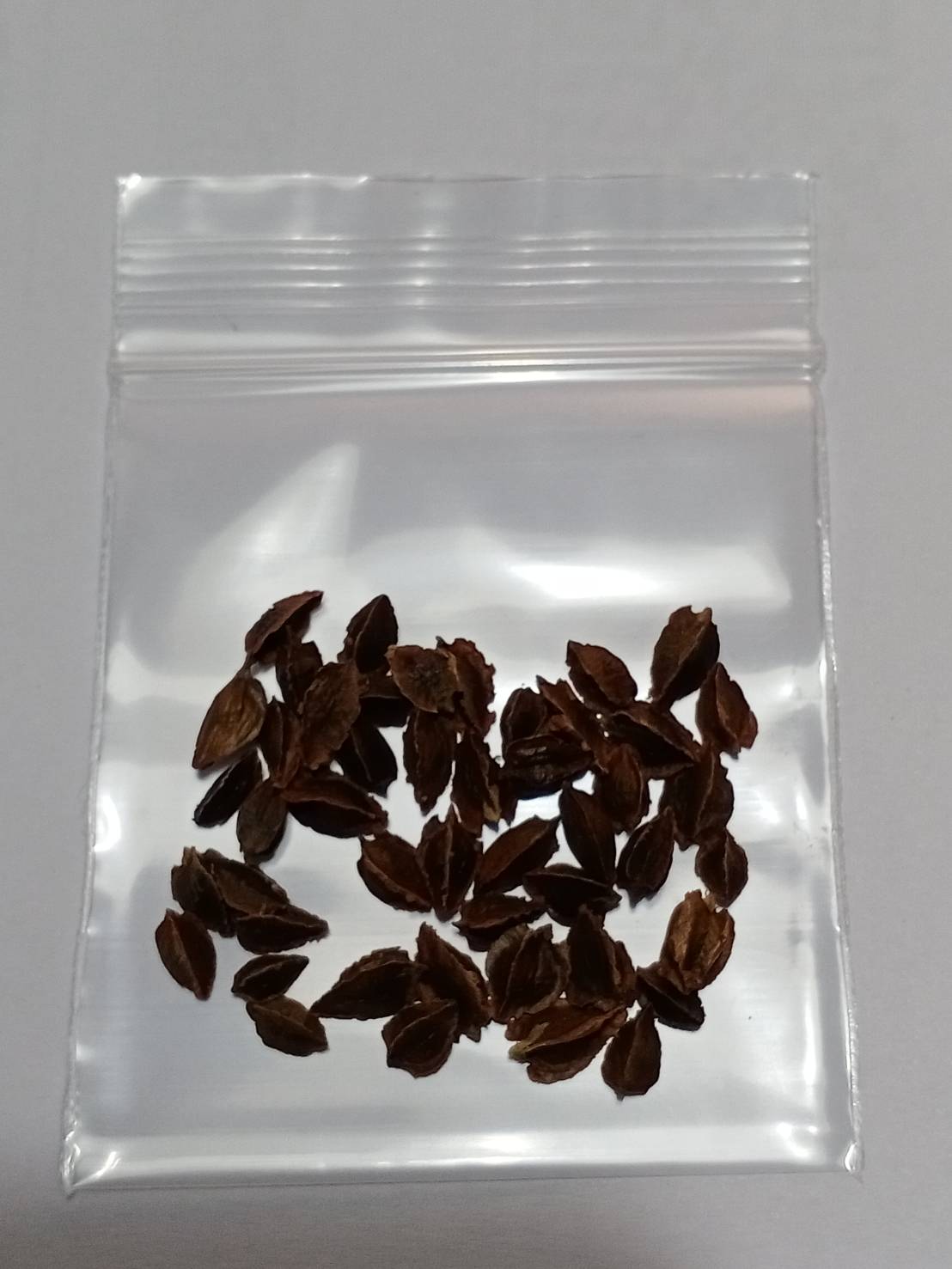 รูห์บาบแดง / รูห์บับแดง (Rhubarb Glaskins Perpetual) / 20 เม็ด (UK)