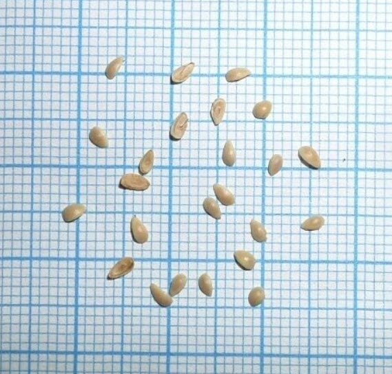 บิวตี้เบอรี่ (Beautyberry) สีม่วง / 25 เม็ด (Hungary)