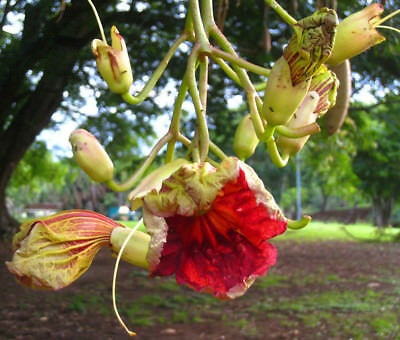 ต้นไส้กรอก (sausage tree) / 10 เม็ด (China)