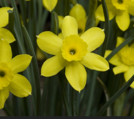 ดารารัตน์ (Narcissus rupicola) เหลือง / 5 เม็ด (Spain)