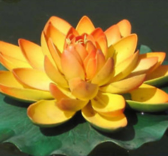 บัวจิ๋ว สีทอง (Mini Golden Lotus) / 5 เม็ด (นอก)