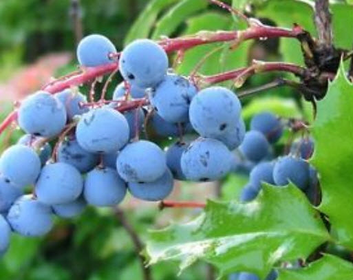 โอเรกอน เกรป (Oregon grape) / 10 เม็ด (Australia)