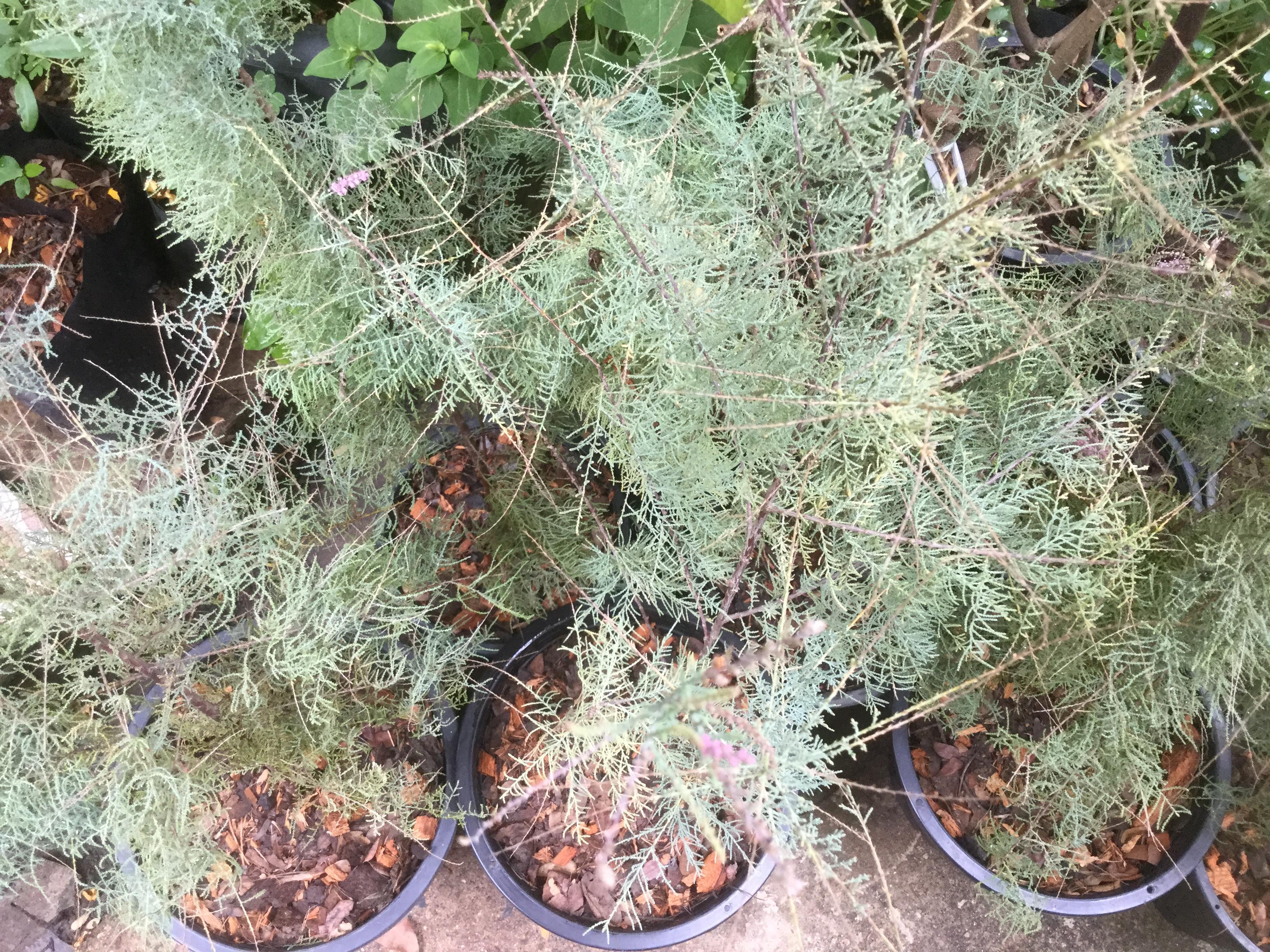 ต้นสนชมพู หรือสนทามาริกซ์ กระถาง 8 นิ้ว สูง 55-70 ซ.ม.