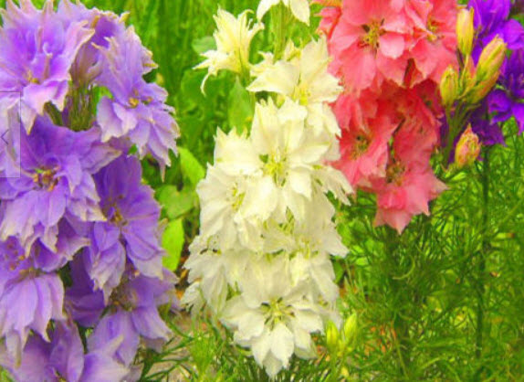 ร็อคเก็ท ลาร์คสเปอร์ (Rocket Larkspur) คละ / 600 เม็ด (UK)
