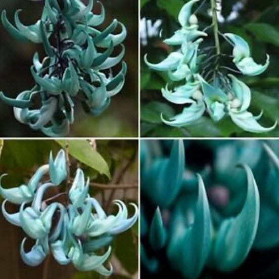 พวงหยก (Jade vine) / 10 เม็ด