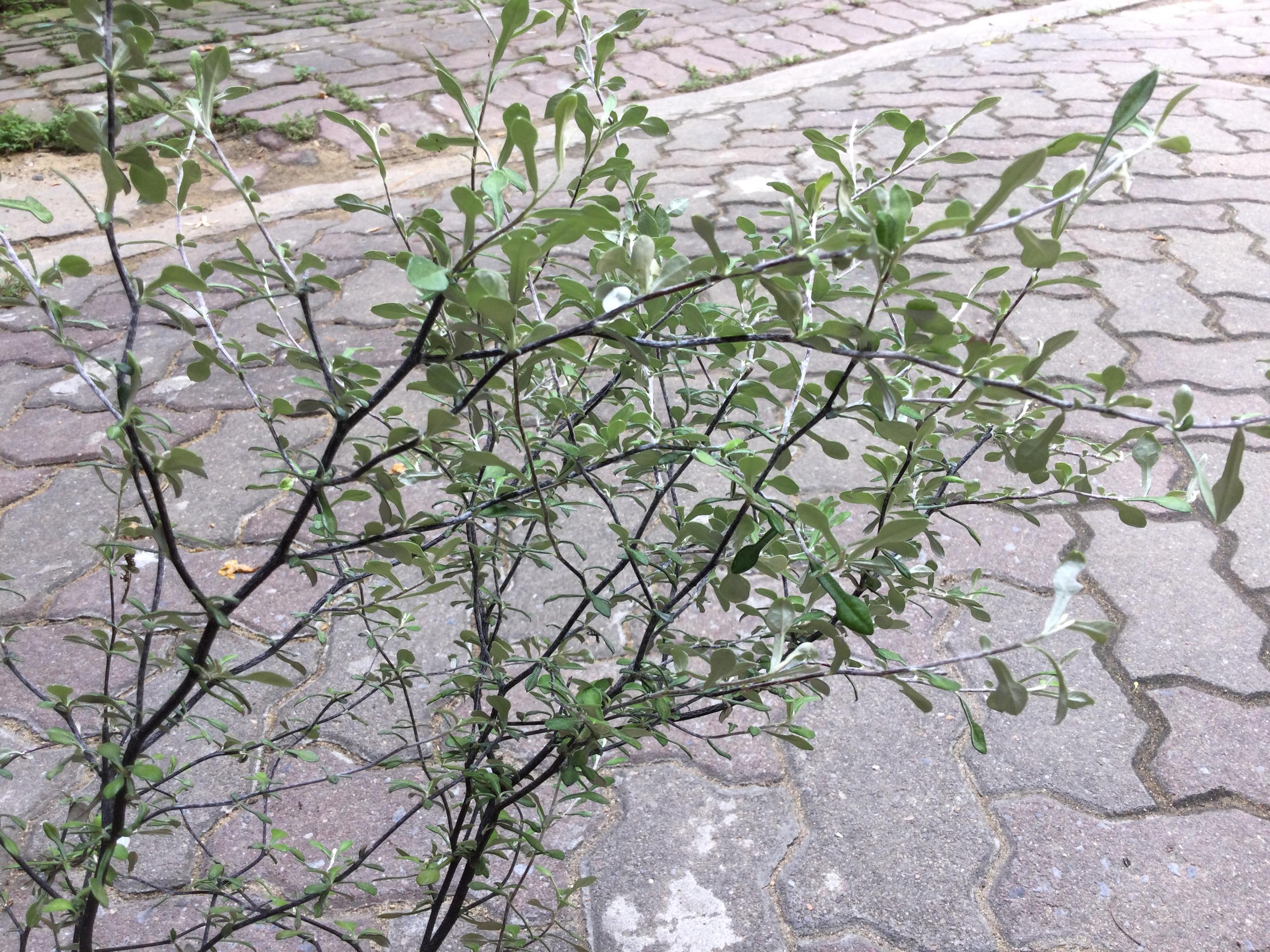 ต้นโคโรเกีย (Corokia) ใบเงิน สูง 50-70 ซ.ม. / ต้น (Holland)*