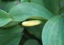 ต้นเอื้องหมายนา (Malay ginger) ดอกเหลือง ถุงดำ สูง 40 ซ.ม. ขึ้นไป / ต้น