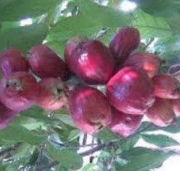 ต้นชมพู่มะเหมี่ยว เพาะเมล็ด สูง 35-50 ซ.ม.