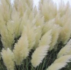 หญ้าภูเขา (Pampas Grass) สีขาวเงิน / 2,000 เม็ด (พันธ์ุใหม่)