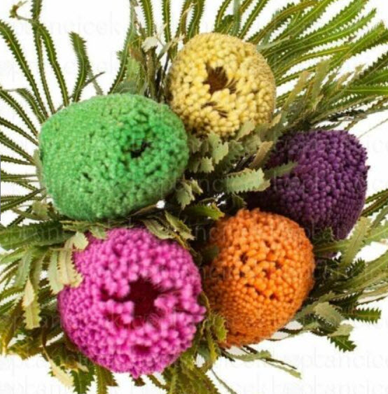 แบงเซีย (Banksia) คละ / 5 เม็ด (China)