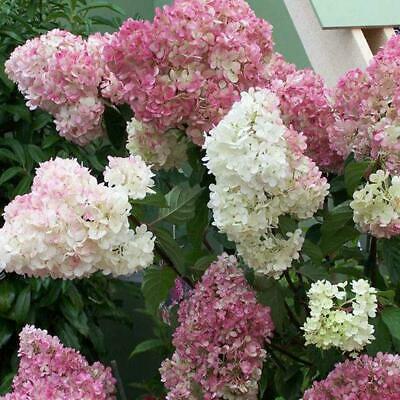 ไฮเดรนเยีย (Hydrangea) วานิลลา-สตรอเบอรี่ / 20 เม็ด