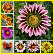 กาซาเนีย หรือพระจันทร์ทรงกลด (Gazania) คละ / 200 เม็ด
