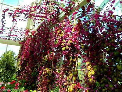 กระดิ่งม่วง (Purple Bell Vine) / 5 เม็ด (UK)