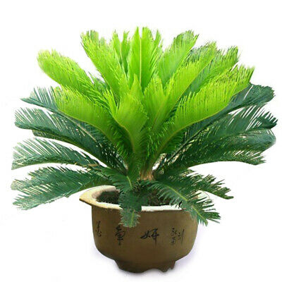 ปรงญี่ปุ่น (Cycas Revoluta) / 1 เม็ด (China)