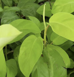 ต้นฟิโลทอง (Golden Philo) กระถาง 4 นิ้ว