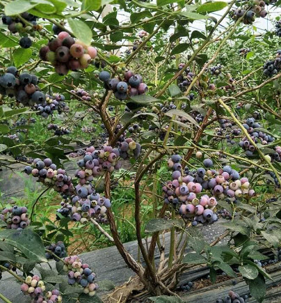 ต้นบลูเบอรี่-เล็กซี ต้นอายุ 3 ปี+ (Blueberry - LEXI) สูง 30-60 ซ.ม.