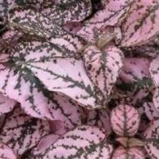 ละอองดาว หรือไฮโพเอสเตท - สแปลช ซีเล็ค (Hypoestes - Splash Select) ชมพู / 10 เม็ด (UK)