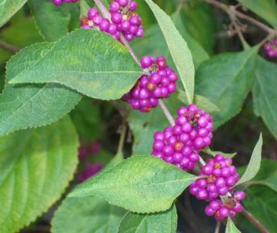 อเมริกัน บิวตี้เบอรี่ (American Beautyberry) สีม่วง / 20 เม็ด (USA)