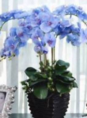 ฟาแลนน็อปซิส (Phalaenopsis) สีฟ้า / 100 เม็ด